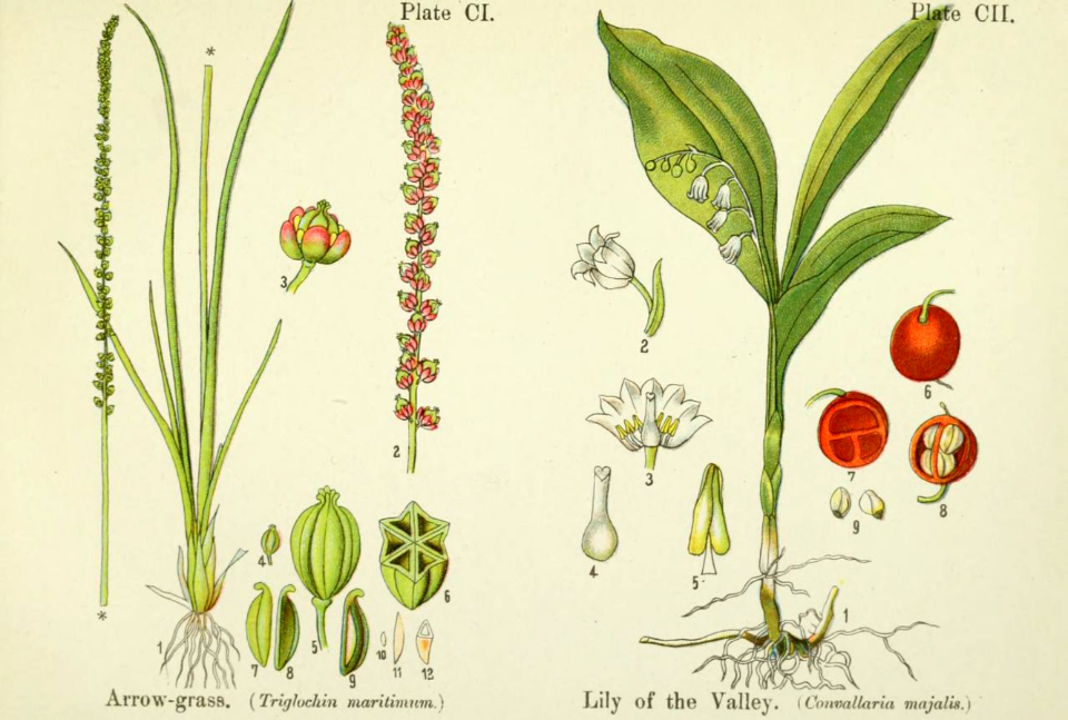 Arrow-grass and Lily of the Valley. British flowering plants. By W. F. Kirby. (1906) Page 52