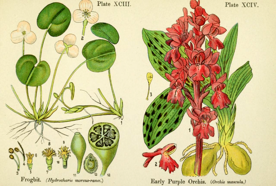 Frogbit and early purple Orchis. British flowering plants. By W. F. Kirby. (1906) Page 48