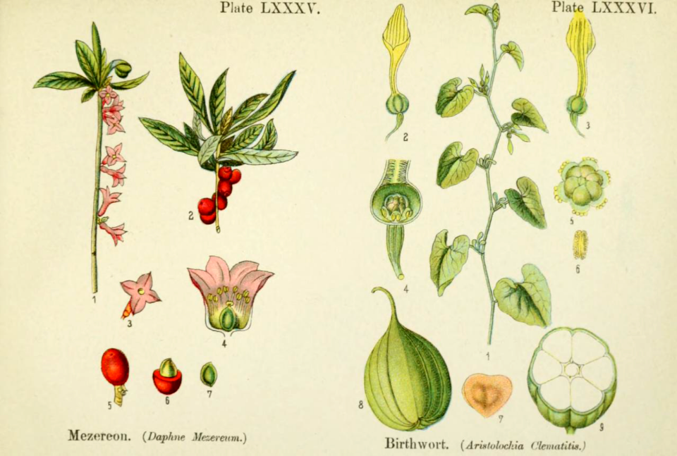 Mezeron and birthwort. British flowering plants. By W. F. Kirby. (1906) Page 44