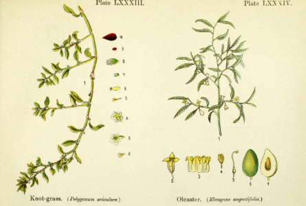 Knot-grass and Oleaster. British flowering plants. By W. F. Kirby. (1906) Page 43
