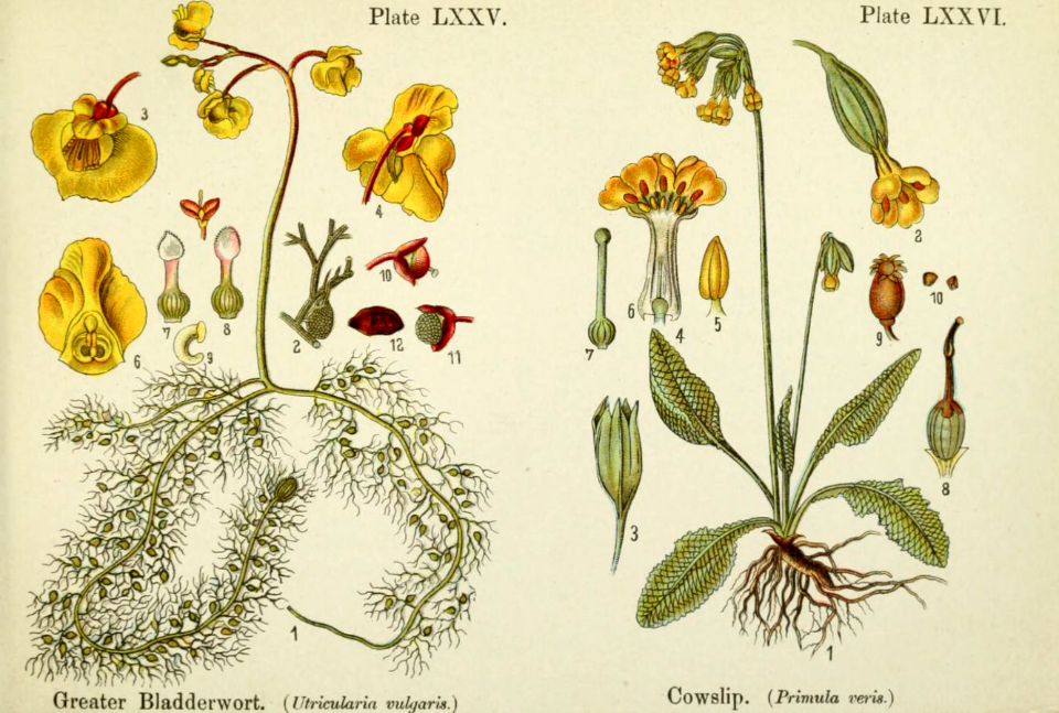 Greater bladderwort and cowslip. British flowering plants. By W. F. Kirby. (1906) Page 39