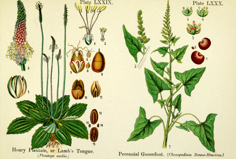Hoary plantain, or lamb's tongue and perennial goosefoot. British flowering plants. By W. F. Kirby. (1906) Page 41