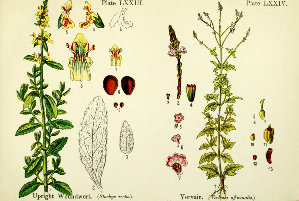 Upright woundwort and vervain. British flowering plants. By W. F. Kirby. (1906) Page 38