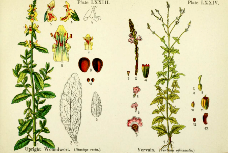 Upright woundwort and vervain. British flowering plants. By W. F. Kirby. (1906) Page 38