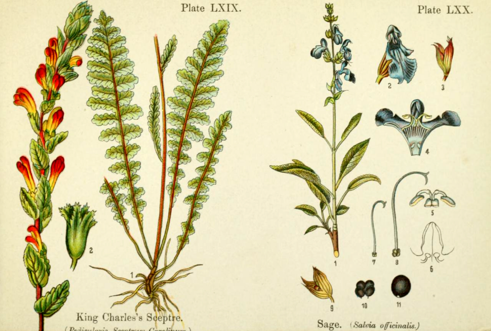 King Charles's sceptre and sage. British flowering plants. By W. F. Kirby. (1906) Page 36