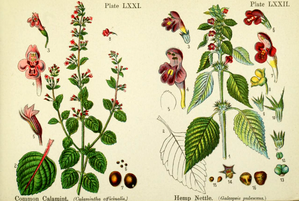 Common calamint and hemp nettle.British flowering plants. By W. F. Kirby. (1906) Page 37