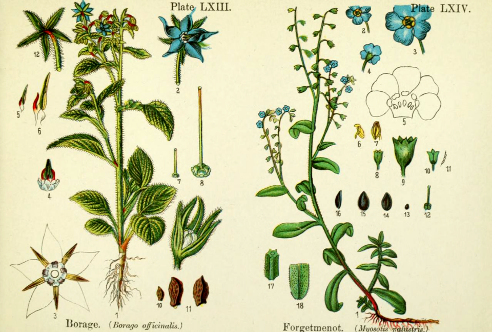 Borage and water forget-me-not.