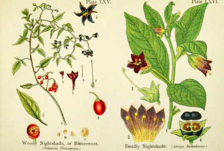 Woody nightshade, or bittersweet, and deadly nightshade. British flowering plants. By W. F. Kirby. (1906)