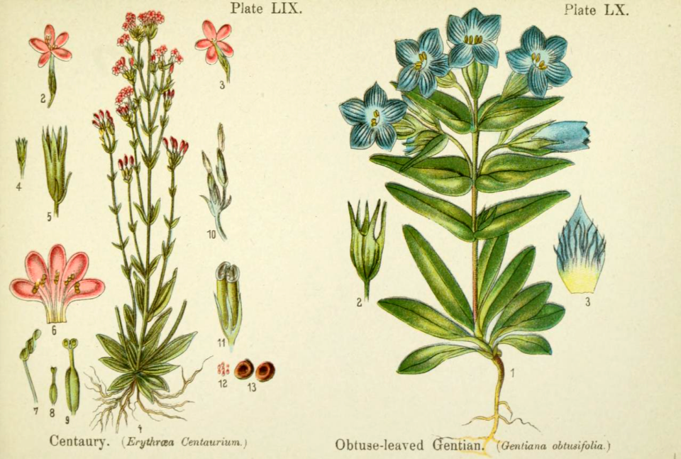 Centaury and obtuse-leaved gentian.