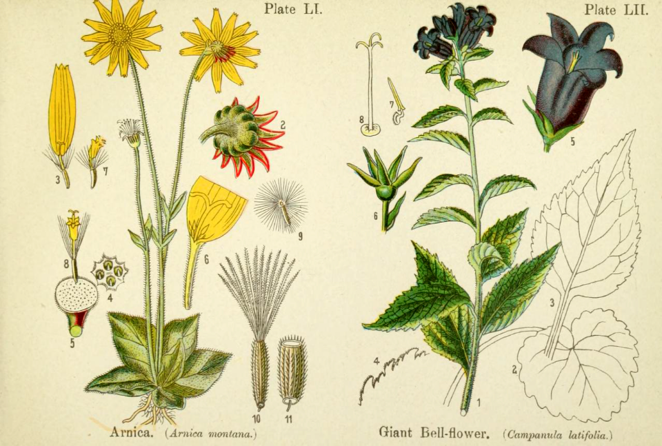 Arnica and giant bellflower.