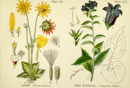Arnica and giant bellflower.