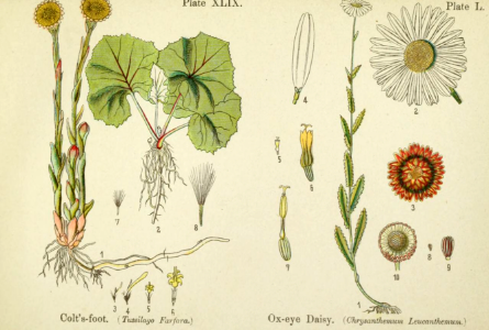 Colt's-foot and ox-eye daisy.