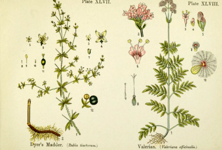 Dyer's madder, and valerian.