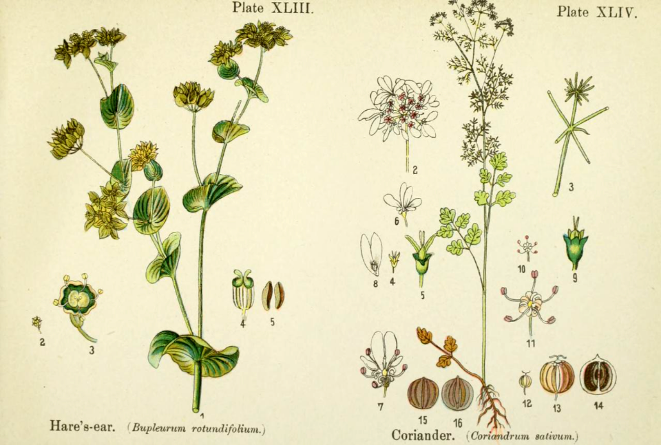 Hare's-ear and coriander.