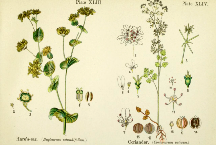 Hare's-ear and coriander.