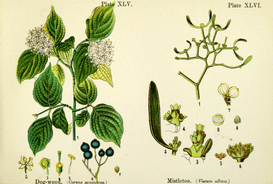 Dog-wood, and mistletoe.