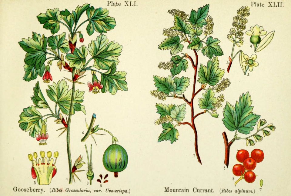 Gooseberry and mountain currant.