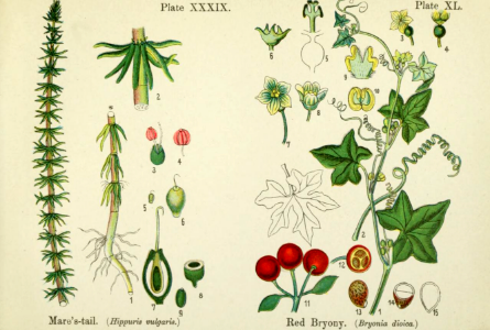 Mare's-tail, and red bryony.