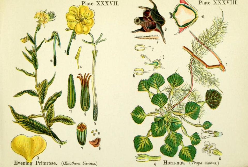 Evening primrose, and horn-nut.