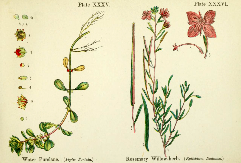 Water purslane (Lythrum portula), and rosemary willow-herb (Epilobium dodonaei).