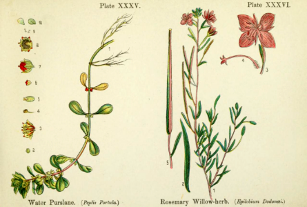 Water purslane (Lythrum portula), and rosemary willow-herb (Epilobium dodonaei).. Free illustration for personal and commercial use.