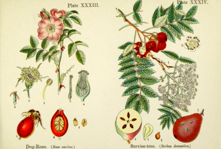 Dog-rose (Rosa canina) and service-tree (Sorbus domestica).