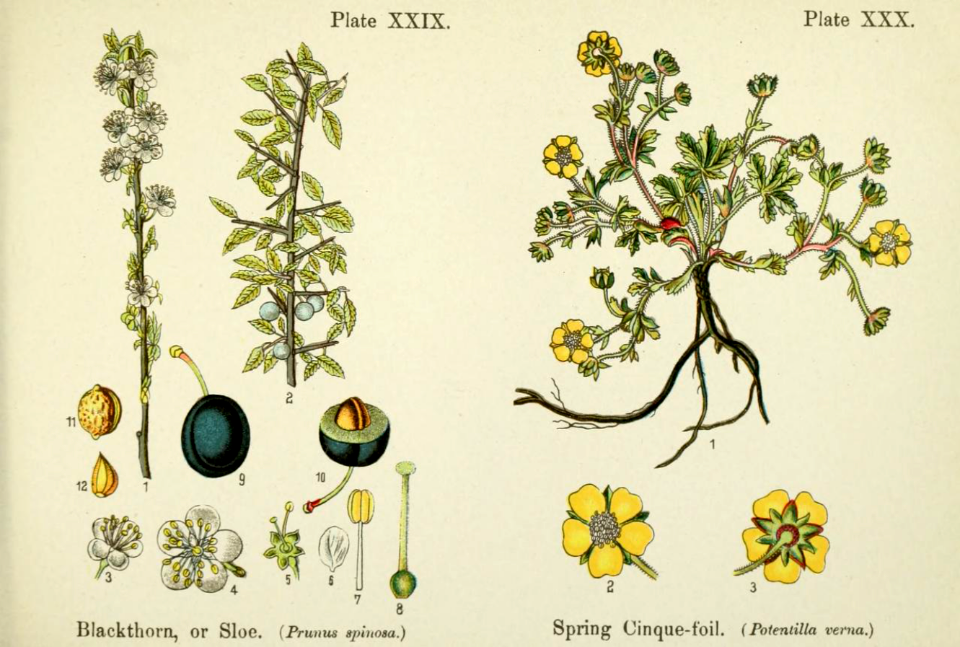 Blackthorn, or sloe (Prunus spinosa), and spring cinque-foil (Potentilla grandiflora).