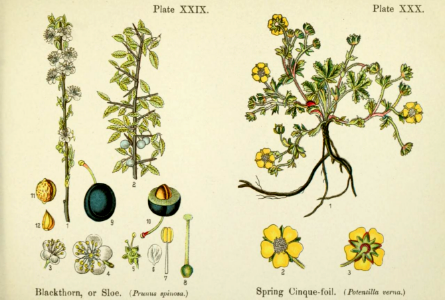 Blackthorn, or sloe (Prunus spinosa), and spring cinque-foil (Potentilla grandiflora).