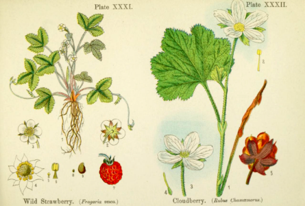 Wild strawberry, and cloudberry.