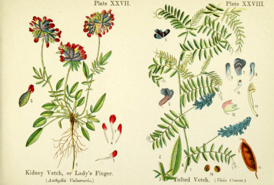 Kidney Vetch, or lady's finger, and tufted vetch.