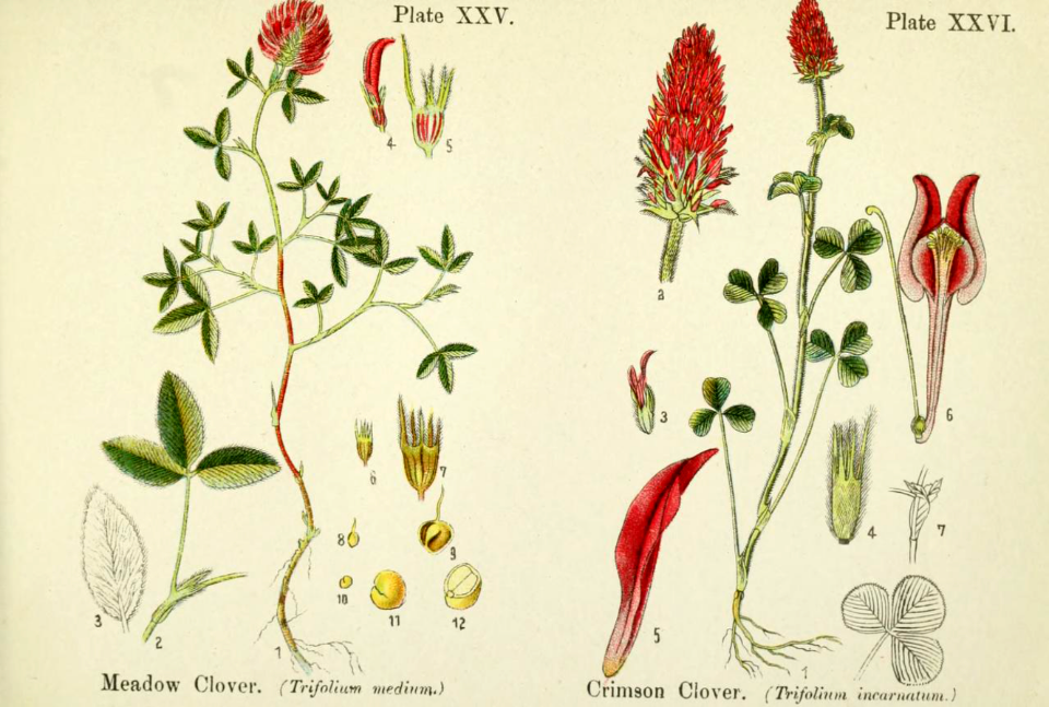 Meadow clover, and crimson clover.