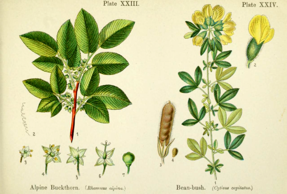 Apine buckthorn, and bean bush.
