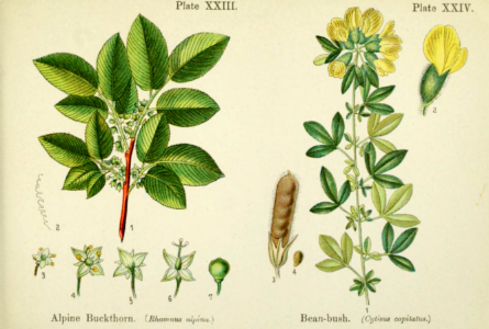 Apine buckthorn, and bean bush.