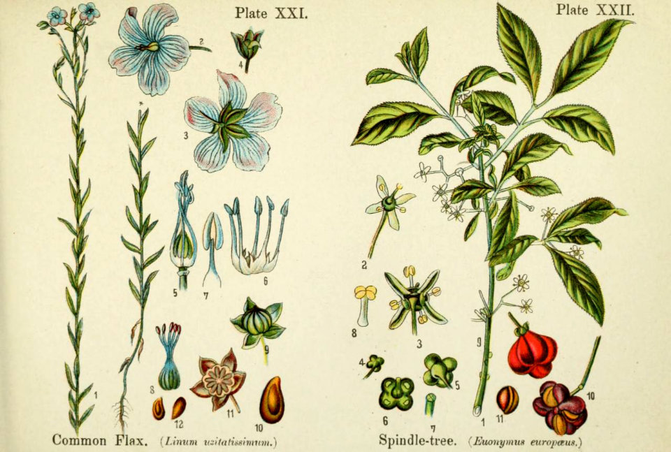 Common flax, and spindle-tree.