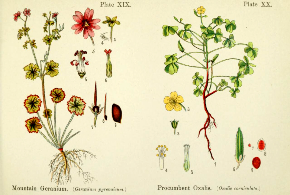 Mountain geranium, and procumbent oxalis.