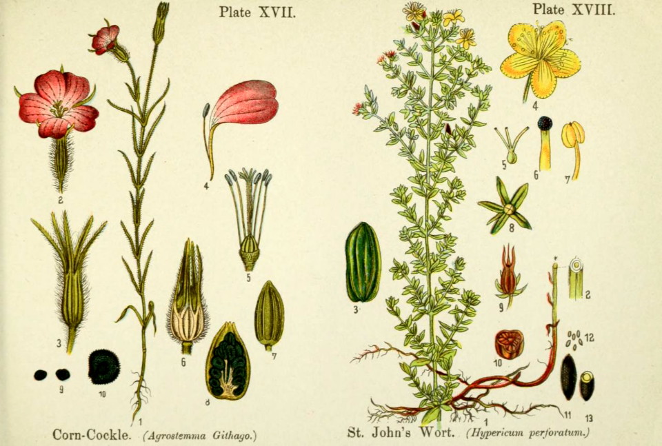 Corn-cockle (Agrostemma githago), and St. John's wort (Hypericum perforatum).