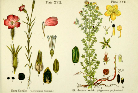 Corn-cockle (Agrostemma githago), and St. John's wort (Hypericum perforatum).