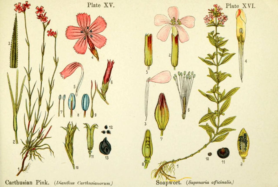 Carthusian pink (Dianthus carthusianorum), and soapwort (Saponaria officinalis).