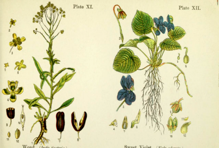 Woad and sweet violet.