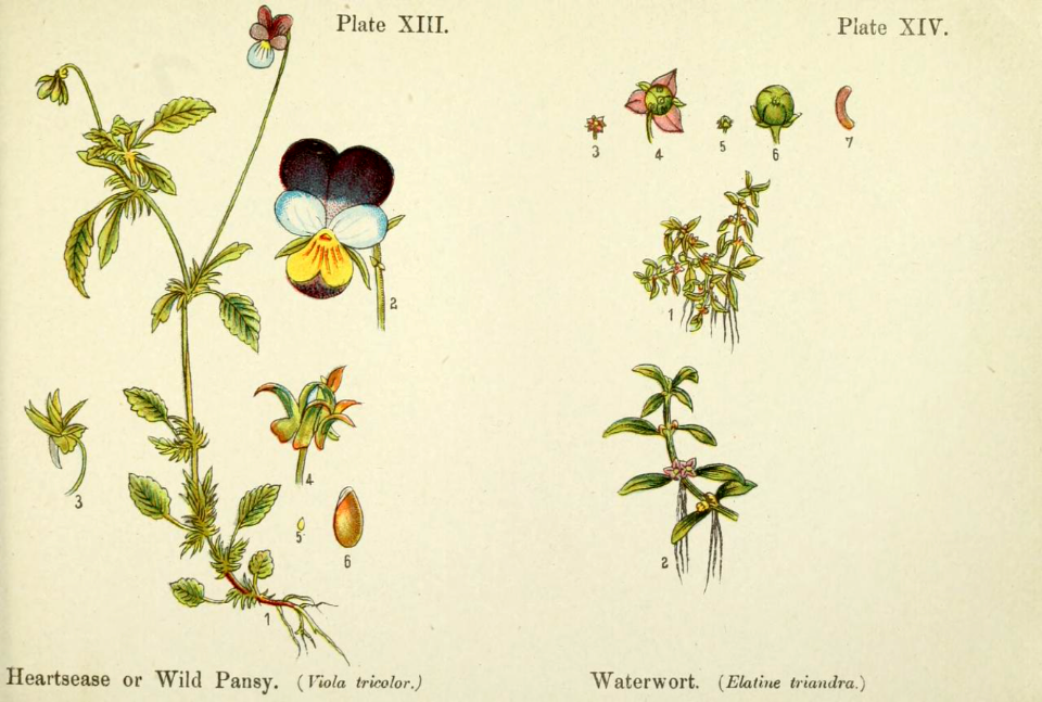 Heartease, or wild pansy, and waterwort.
