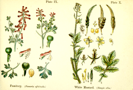 Fumitory, and white mustard.