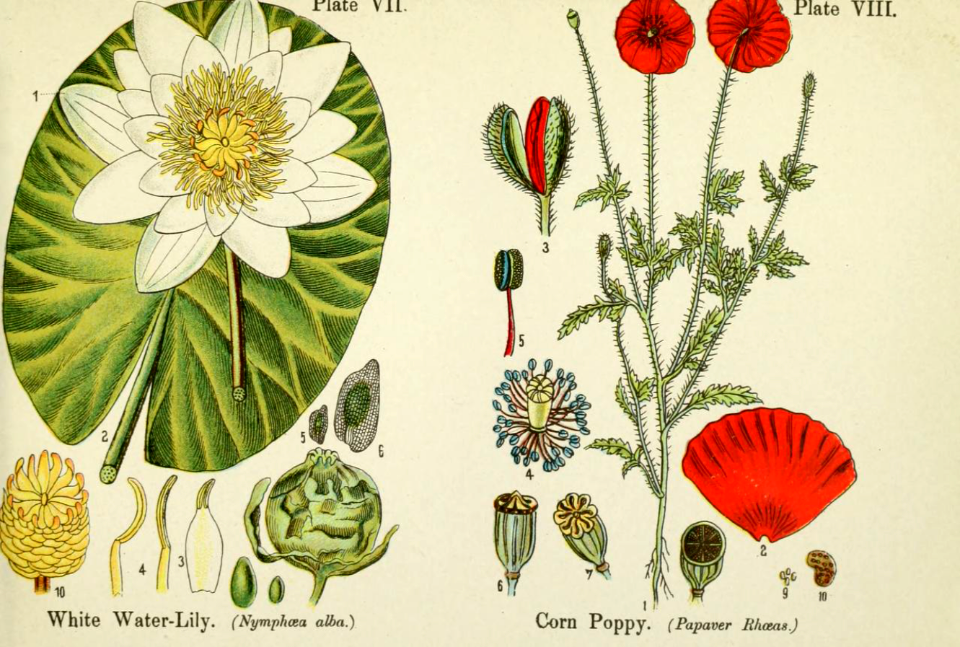 White water-lily, and corn poppy.