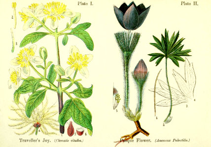Traveller's joy (Clematis vitalba), and pasque flower (anemone pulsatilla).