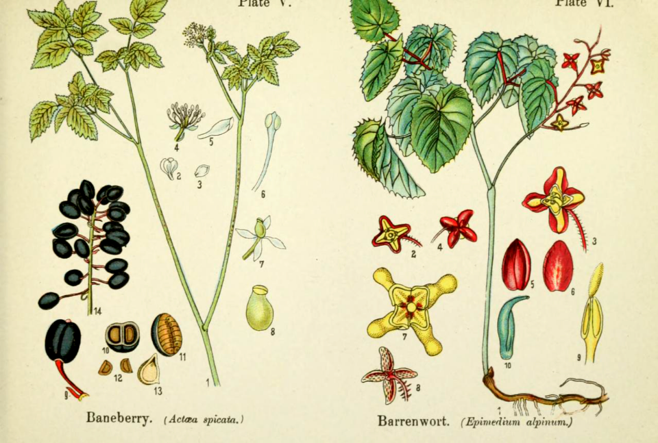 Baneberry, and barrenwort. British flowering plants.
