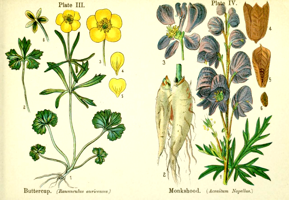 Buttercup (Ranunculus auricomus), and monkshood (Aconitum napellus).