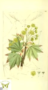 Norway maple. Acer platanoides. Svensk botanik [J.W. Palmstruch et al], vol. 2 (1803). Free illustration for personal and commercial use.
