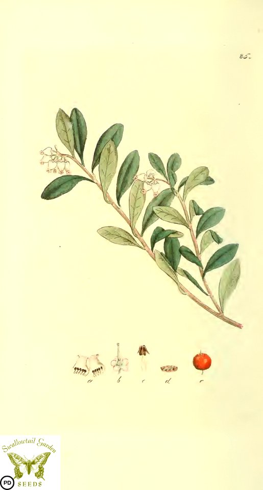 Kinnikinnick, pinemat manzanita. Arctostaphylos uva-ursi. Svensk botanik [J.W. Palmstruch et al], vol. 2 (1803)