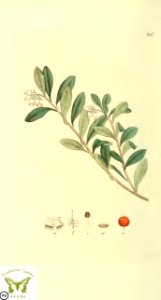 Kinnikinnick, pinemat manzanita. Arctostaphylos uva-ursi. Svensk botanik [J.W. Palmstruch et al], vol. 2 (1803). Free illustration for personal and commercial use.