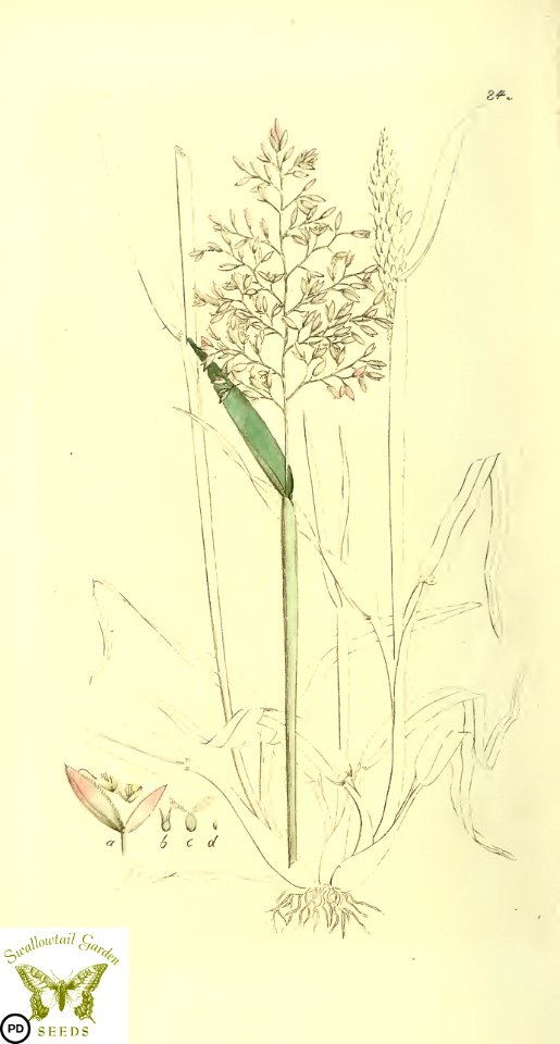 Holcus lanatus. Svensk botanik [J.W. Palmstruch et al], vol. 2 (1803)