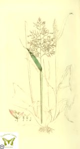 Holcus lanatus. Svensk botanik [J.W. Palmstruch et al], vol. 2 (1803). Free illustration for personal and commercial use.